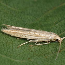 Coleophora albicans Coleophora albicans